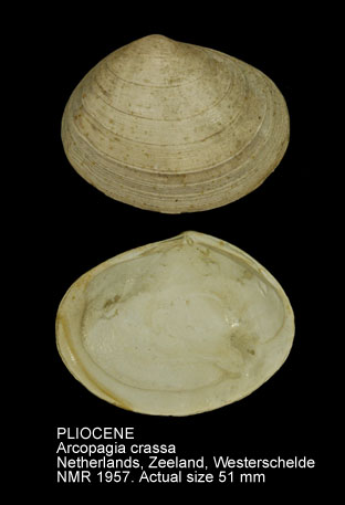 PLIOCENE Arcopagia crassa.jpg - PLIOCENE Arcopagia crassa (Pennant,1777)